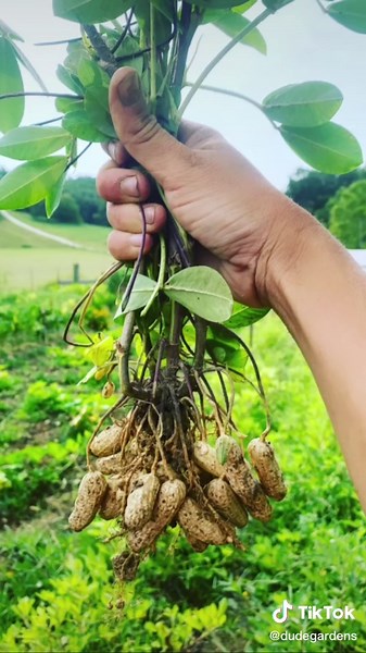 Easy Steps to Growing Peanuts at Home