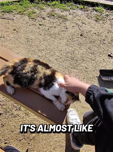 #cats #TikTokCreatorSearchInsightsIncentive #catsoftiktok #kitty #animals petting neighborhood cat