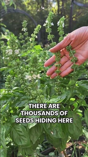Don’t waste your basil! There’s tons of free seeds on here to grow next season!#garden #basil #herbs