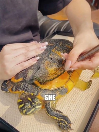 She saw the spots and knew he was in danger. 😱🐢
