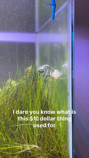 ☝️I Dare you know what is this ! 10% will know but 90% won’t 🤭 | Cheap Planted Aquarium