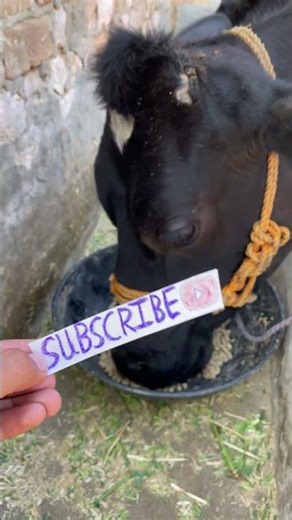 Relaxing Cow ASMR 🐄 | Peaceful Farm Sounds for Deep Sleep & Stress Relief