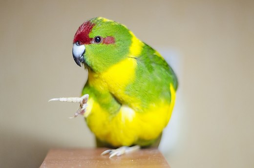 Kakariki Care, Diet, Housing & More | A Cheerful Pet Parakeet - Psittacology