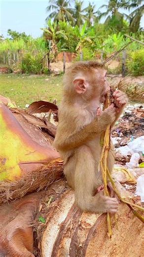 Baby Monkey Behavior You've Never Seen Before #monkey #cute #wildlife