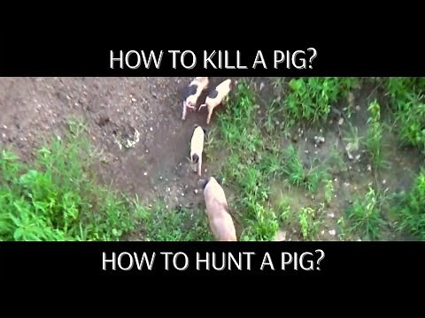Animal Fight | How to kill a pig | 4 dogs kill and eat a pig