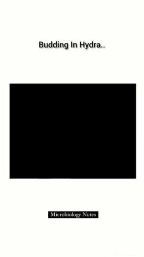 Budding process in hydra Follow: @microbiologynotes This video is only for educational purpose DM for credit or remove . . . . . . #biology #hydra #microbiologynotes #microbiology #science #plant #pathology #reproduction