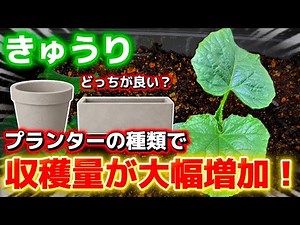 [Cucumbers] The type of planter you use can drastically increase your harvest! Let's talk about h...
