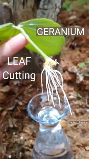 Bouture de Feuille de Géranium : Guide de Propagation