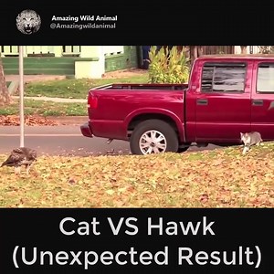 Amazing 😱😱😱 Cat VS Hawk - Unexpected results 🦅🦅🦅 VS 🐈🐈🐈 | Soul