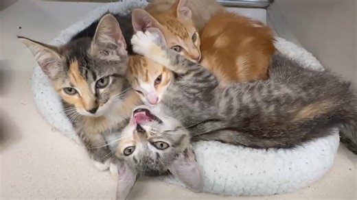 🐾 Double the love, double the purrs! Right now at the Houston SPCA, when you adopt a kitten, the adoption fee for an adult cat will be waived—or adopt an adult cat and take home a second adult companion with the fee waived! 🐱🐱💛 These adorable kittens and cats are waiting at our Adoption Center for their forever families. Don’t miss your chance to bring home twice the love! 🔗 houstonspca.org/available-pets #HoustonSPCA #AdoptDontShop | Houston SPCA