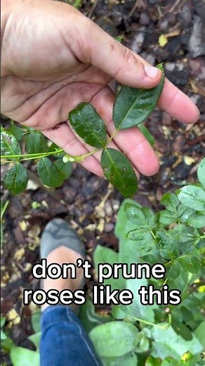 Don’t prune your roses like this - how to prune roses - easy rose pruning tips #gardening