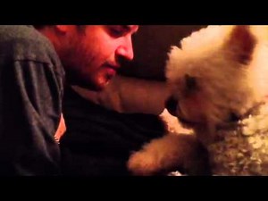 Raspberry belly - Cooper does not like the Zerbert !