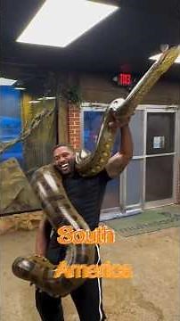 This Snake Can Crush a Human 😳 | Green Anaconda Facts#shorts