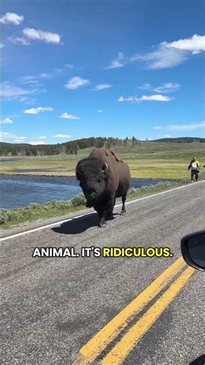 Bison account for more injuries in Yellowstone than any other animal #bison #outdoors #yellowstone