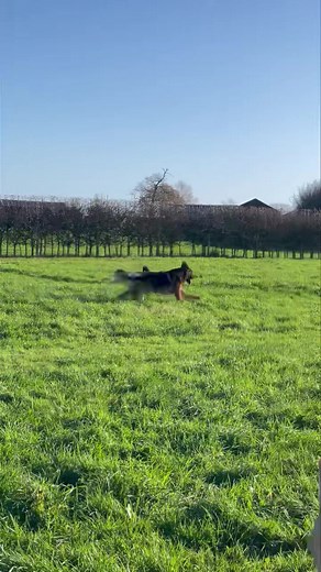 Lisa's K9 Solutions on Reels