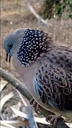 VOICE OF THE TURNING BIRDS #tekukurgacor #sound of the tekukur #tekukur