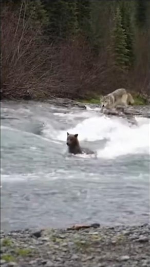 Mother Bear vs Wolf — The Ambush That Backfired 🐾🌲🐻🐺