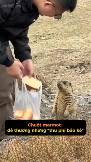 Marmots — adorable silly mice #animalplanet #shorts