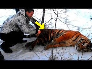 Man Helps a Crying Tiger. You will not believe what happens then