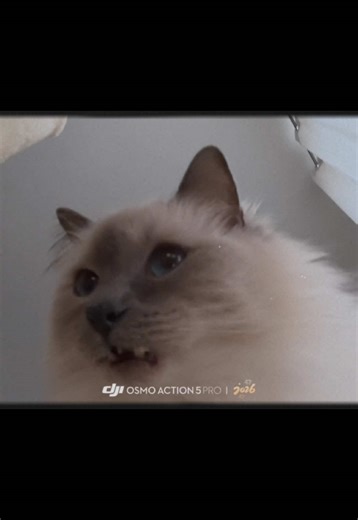 Yummy! 😘 #ragdoll #denmark #cat #workfromhome #yummy