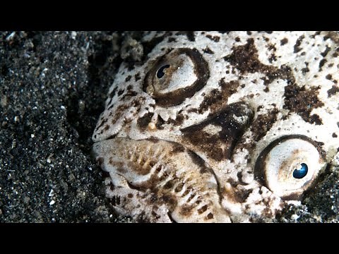 Facts: The Stargazer