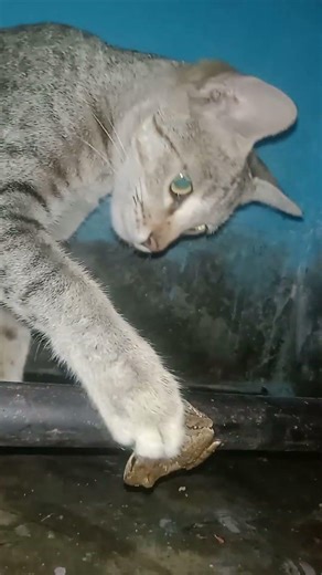 cat eating frog 🐸#catshorts #catsort #cateating