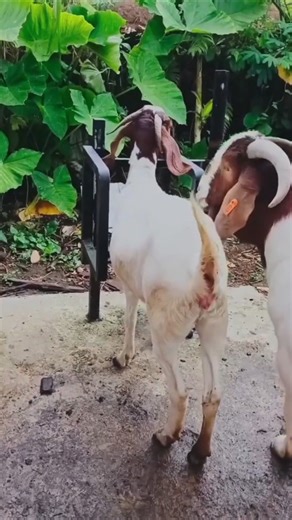 Goat Mating Season Caught on Camera 😱 | Real Village Life Animal Moment #shorts #viral #viral