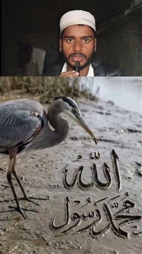 "परिंदे की आवाज़: अल्लाह ताला का नाम 🌟""परिंदे की पुकार: अल्लाह ताला की पवित्रता ✨