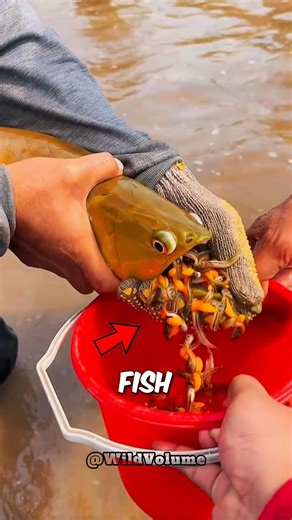 Why Are Baby Fish Coming Out of Its Mouth?! #fish #arowana #animals