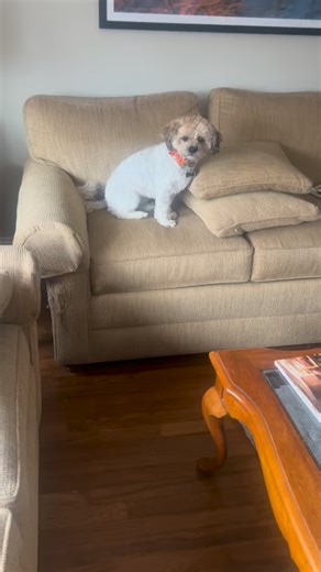 #toypoodlemix 🐾🐾🐾🐩🐶 🐈 #turkishvancatsofinstagram | Deb's Happy Pets