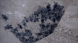 Most of the turtle nest hatching happens late at night. At #SecretsMaroma Beach we avoid the usage of flashes or lights to prevent distractions so the baby turtles can reach the sea! #FollowTheFrog | Secrets Maroma Beach Riviera Cancun