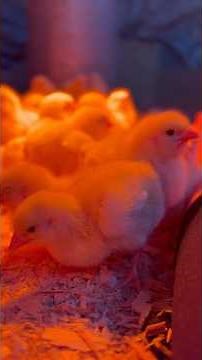 How to raise baby chicks!