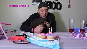 Capuchin Monkey Princess MonkeyMeela Celebrates her 7th Birthday with some healthy cake and tasty juice! MonkeyMeela LOVES her cake and juice, you can see her enjoy it all! Happy Birthday Princess MonkeyMeeela! | MonkeyBoo
