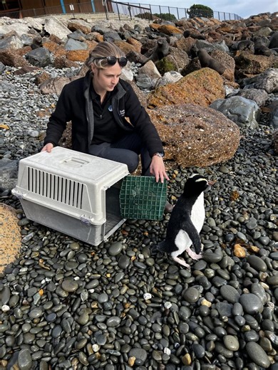 Snake the rare penguin returned to the wild