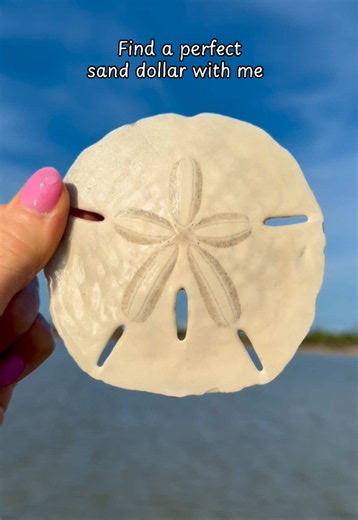 I found this beautiful giant sand dollar about a month ago on Florida's Gulf Coast! It's not often that I find one this large in perfect condition, so this was definitely a special treasure. Finds like this are one of the many reasons I love shelling in Florida!🌊🐚🌸 #shelling #sanddollar