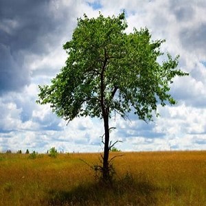 Tree: What is it?, Function, Importance and more ▷➡️ Postposmo