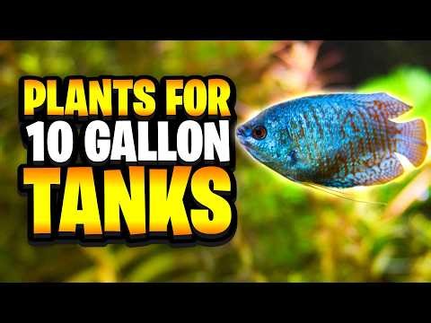 The Best Aquarium Plants For 10 Gallon Tanks!