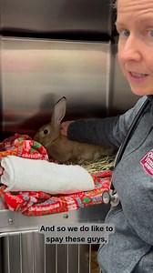 1.1K views · 47 reactions | "Rabbits do terrible with anesthesia!" … think again! With rabbit-tailored anesthesia protocols, they actually do really well in the hands of experienced exotic practitioners! #RabbitCare #ExoticVet #SpayAndNeuter #HealthyBunnies #RabbitHealth | Dr. Melissa Magnuson, The Conscious Vet | Facebook