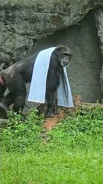 Chimpanzee/Pan troglodytes/Taipei Zoo