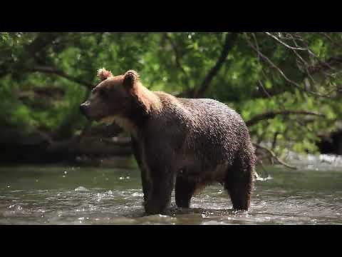 Bringing Grizzlies Back | California Academy of Sciences