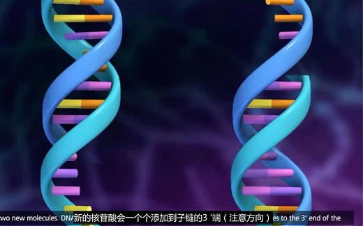 ［高中生物动画演示］DNA复制