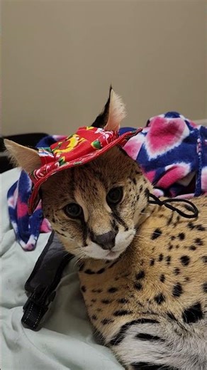 I can't! #pouncerthecat #funnycats #funnyanimals #funny #funnypets #servals #servalcats #wildlife