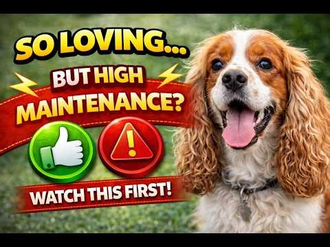 The Happiest Breed on Earth - The Truth About Cocker Spaniels