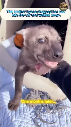 Is that a mother hyena? Why did she abandon her own cub? #animals #wildliferescue #hyena #rescue