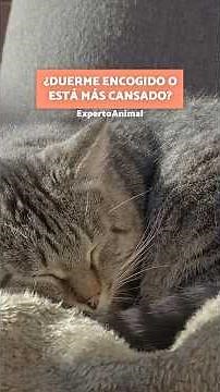 This sleeping position in your cat could be a sign of kidney problems ⚠️🐱