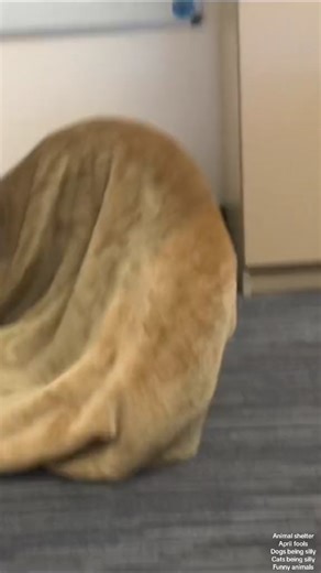 Try not to laugh! 😂 It’s April Fool’s day and, instead of pulling a prank on you, we’re going to show you some animals acting a little foolish! Tell us in the comments funny things your pet has done. #funnydog #funnycat #dogoftheday #dogsofinstagram #catsofinstagram #dog #cat #animalshelter #aprilfools | RSPCA WA