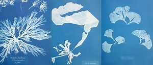 Where light meets chemistry – The Cyanotype process