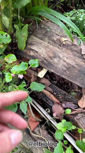 Encontré Huevos de Lombriz y Babosas 🪱🥚#huevos #animales #insectos #naturaleza #reelsviral | El Biologo X