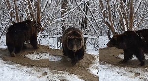 Romania, dallo zoo alla libertà: l’orsa Ina traumatizzata dagli anni in gabbia