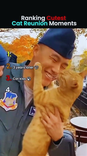 Ranking the Most Emotional Cat Moments Ever 🐱#cat